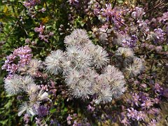 acourtia microcephala